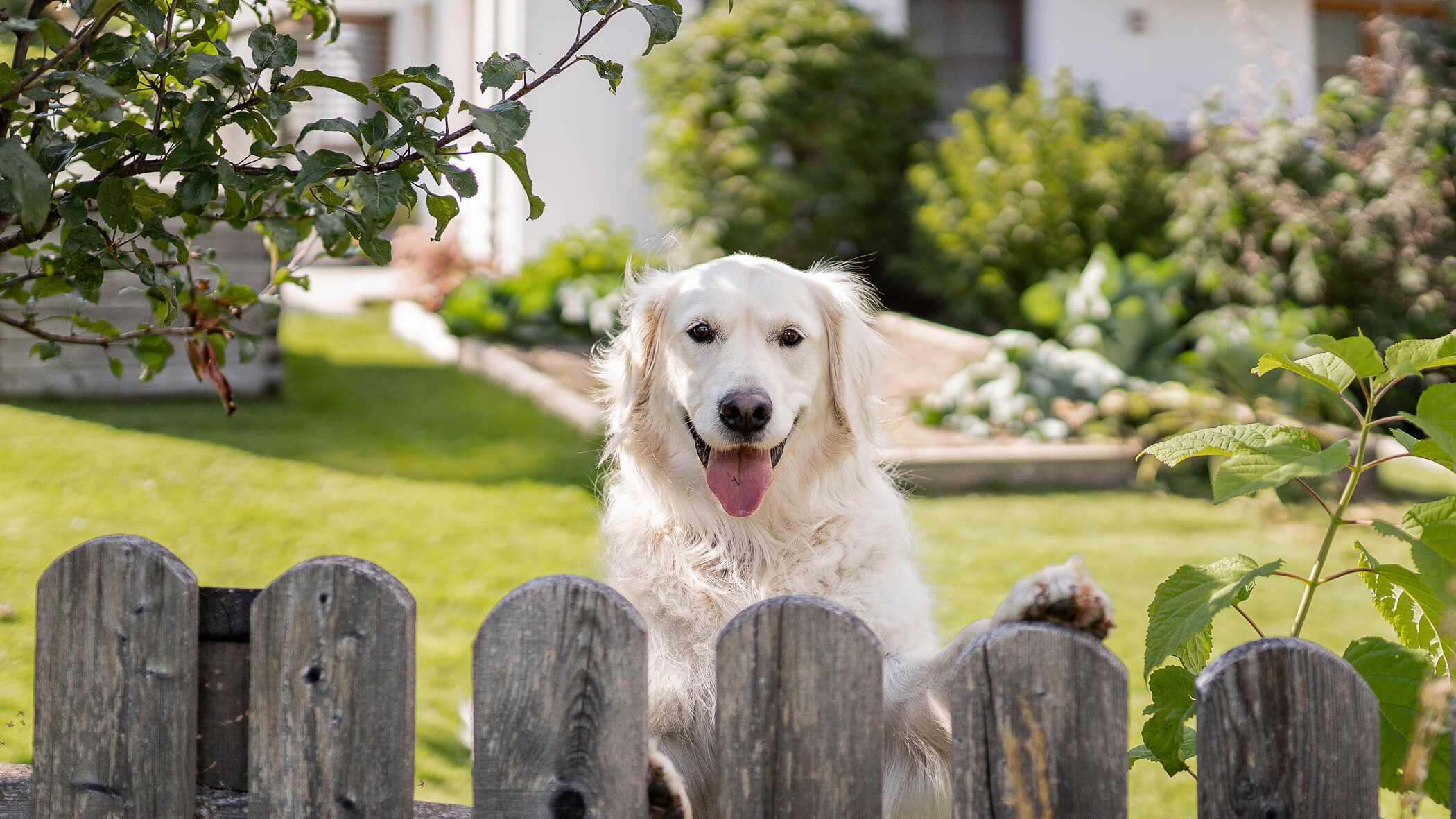 Animali - Lechnerhof